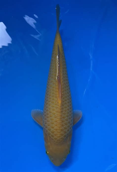 mongo koi fish|Utah Koi .
